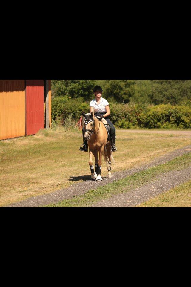 Hollandsk Sportspony Septun  A-PONY - Sommerkursus ved Vibsen 2013 uge 30 billede 17