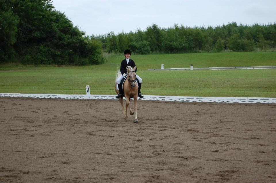 Hollandsk Sportspony Septun  A-PONY - PRI på SAO d. 24 juni 2012 billede 7