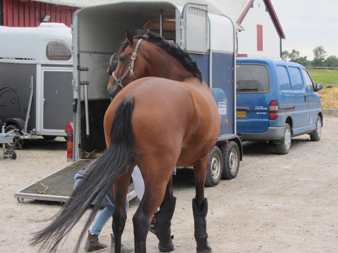 Dansk Varmblod Hovborg's A Noir - Da hun lige var ankommet, efter en lang tur i trailer billede 4