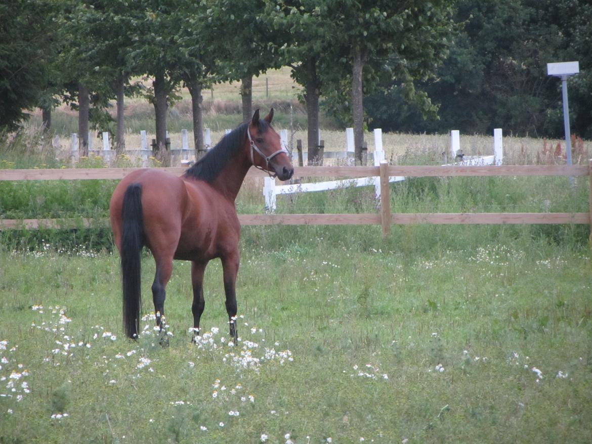 Dansk Varmblod Hovborg's A Noir - kort tid efter hun var ankommet, hvor hun lige viste sig frem på folden ;) billede 5