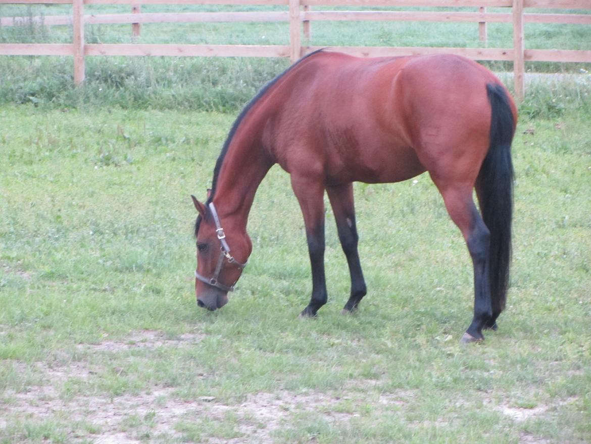 Dansk Varmblod Hovborg's A Noir billede 7