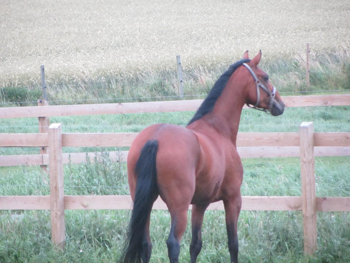 Dansk Varmblod Hovborg's A Noir billede 6