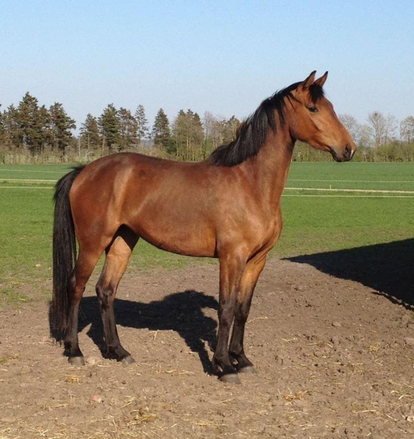 Dansk Varmblod Hovborg's A Noir - Smukke hest <3 
billedet er fra hendes gamle ejer billede 1