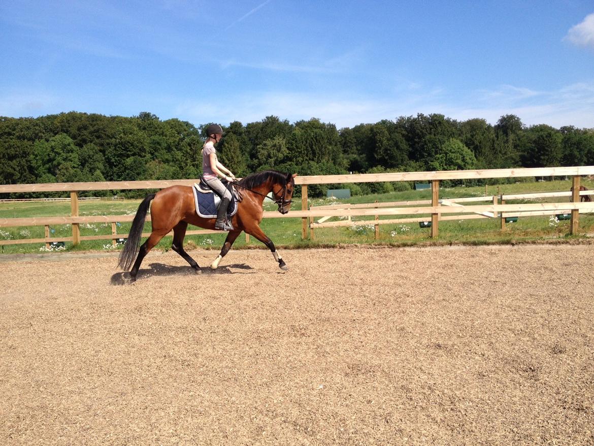 Dansk Varmblod Hovborg's A Noir - Vores første ridetur hjemme :) billede 3