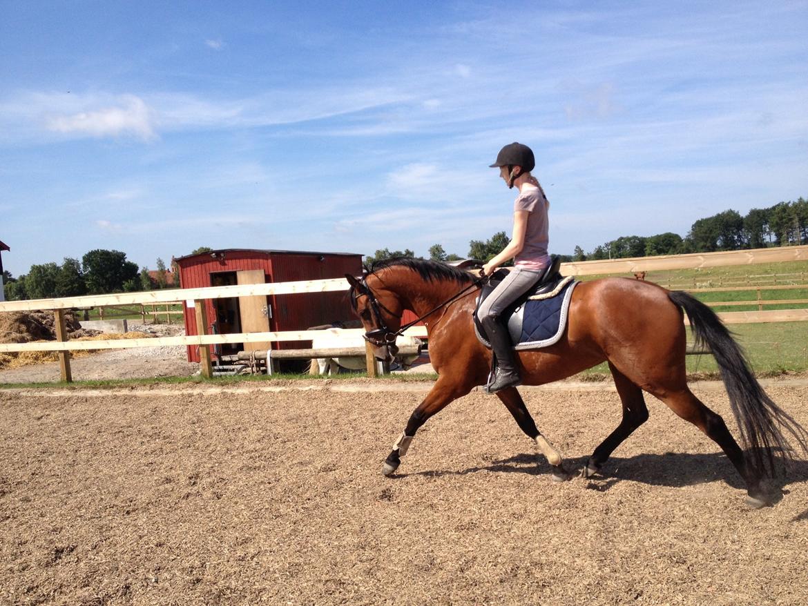 Dansk Varmblod Hovborg's A Noir - Vores første ridetur hjemme :) billede 2
