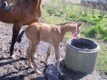 Dansk Varmblod Hovborg's A Noir - og en masse dejlige billeder af hende som føl, som jeg har fået af tidligere ejer  billede 8