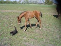 Dansk Varmblod Hovborg's A Noir billede 10