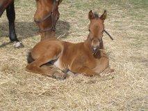 Dansk Varmblod Hovborg's A Noir billede 11