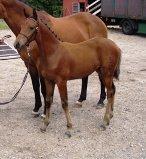 Dansk Varmblod Hovborg's A Noir billede 12