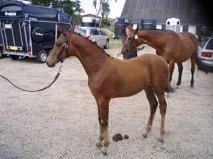 Dansk Varmblod Hovborg's A Noir billede 14