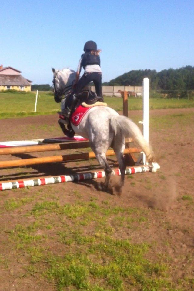 DSP nordenhøjs freja billede 7