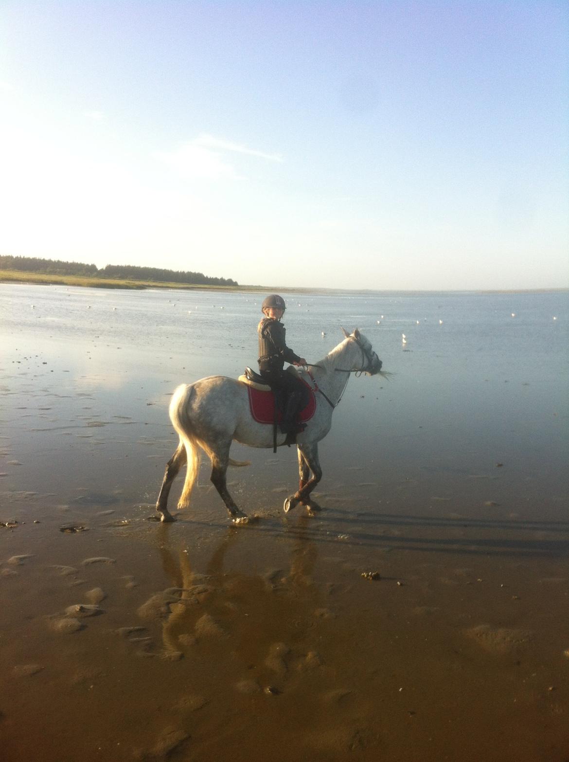 DSP nordenhøjs freja billede 9