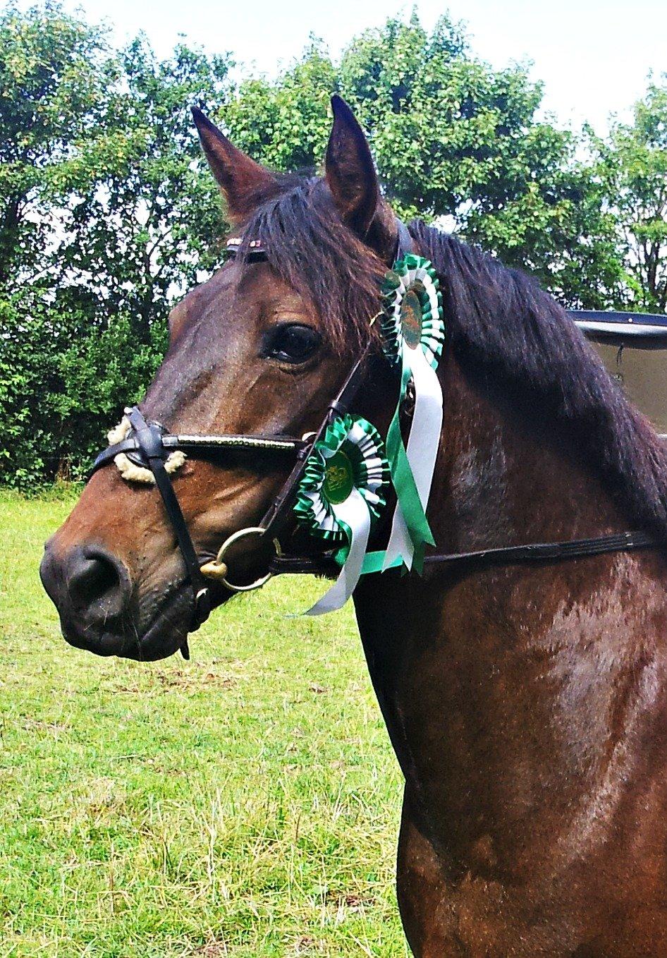 Hollandsk Sportspony JOLANDA SOLGT <3 - Seje pony!
Hun har været en skatter og givet mig 7 nul runder i træk fra Lb-La-Mb her i 2013!
Her har hun vundet to 3 pladser i Aulum;)
 billede 22
