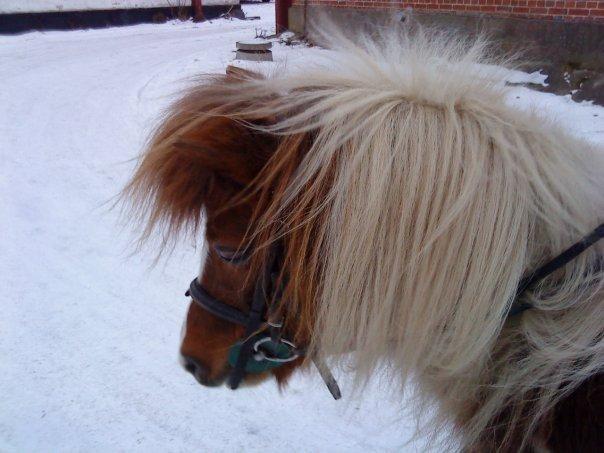 Anden særlig race Morelsgårdens Tøsen *Himmelhest* billede 10