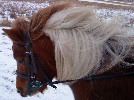 Anden særlig race Morelsgårdens Tøsen *Himmelhest* billede 11