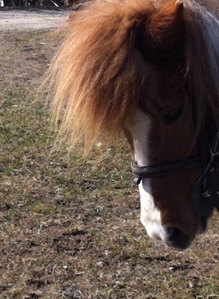 Anden særlig race Morelsgårdens Tøsen *Himmelhest* billede 12