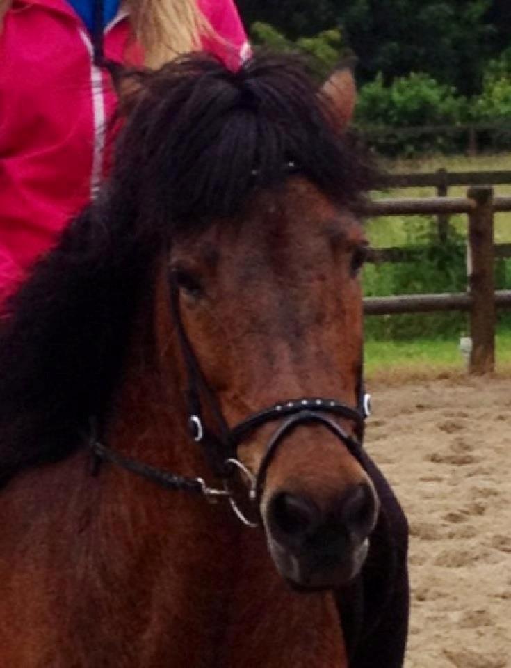 Islænder Vigdis fra Frederiksdal billede 14