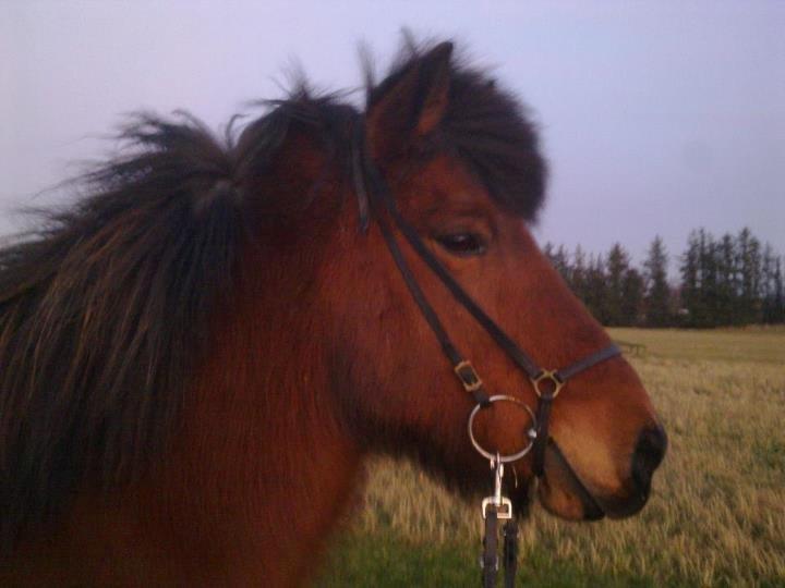 Islænder Vigdis fra Frederiksdal billede 15