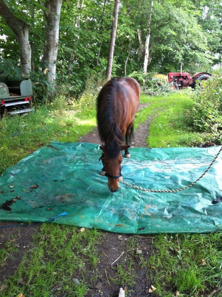 Islænder Vigdis fra Frederiksdal billede 16