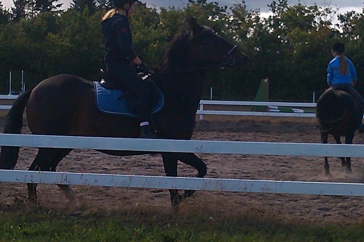 Paso-Peruanos Naranja - to piger varmer dem op fordi de har stået stille 
Naranja tølt billede 14