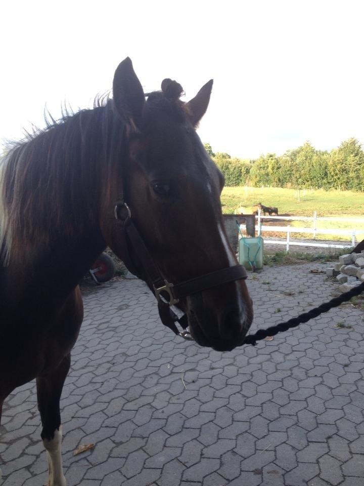 Pinto SHAMROCKS FOXY LADY [Tidl. Lånepony] - Da vi var nede og få undervisning første gang efter hun flyttede.<3 billede 7