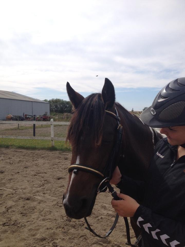 Pinto SHAMROCKS FOXY LADY [Tidl. Lånepony] - Hun var træt efter ridningen. :D billede 10