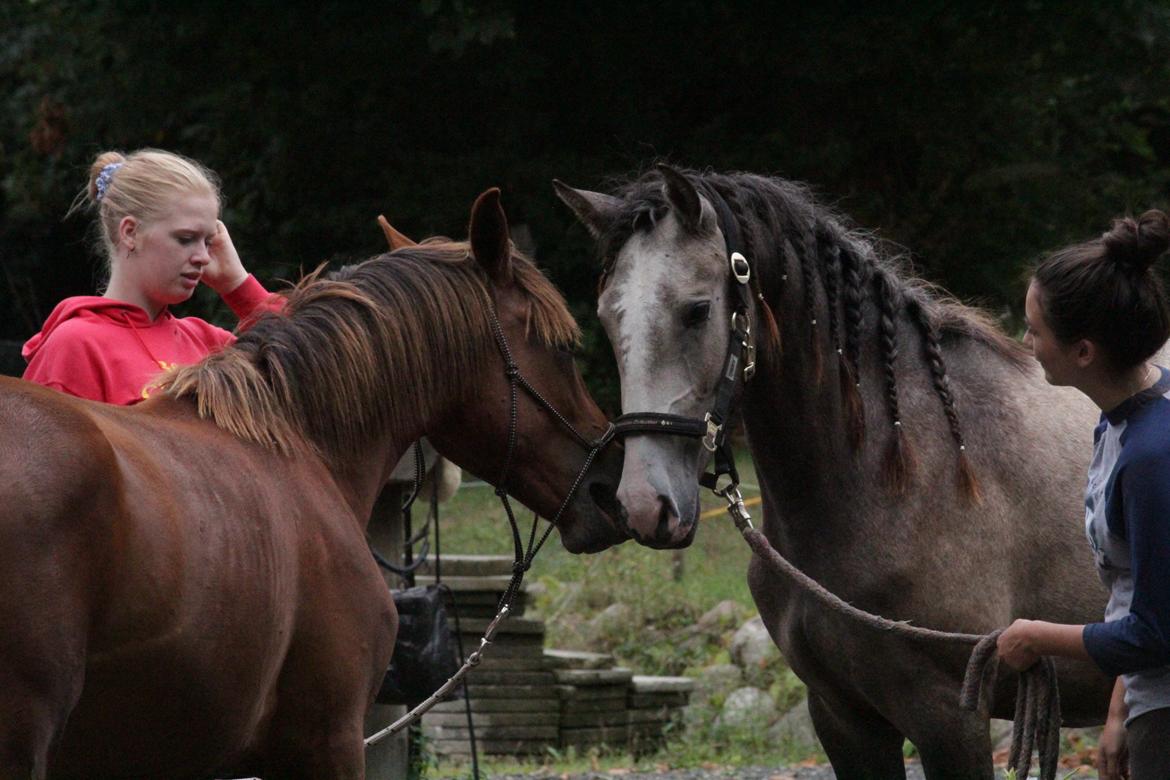 Lusitano Horatio The Noble One - Første møde med den lækre lusuprinsesse Giselle <3 billede 11