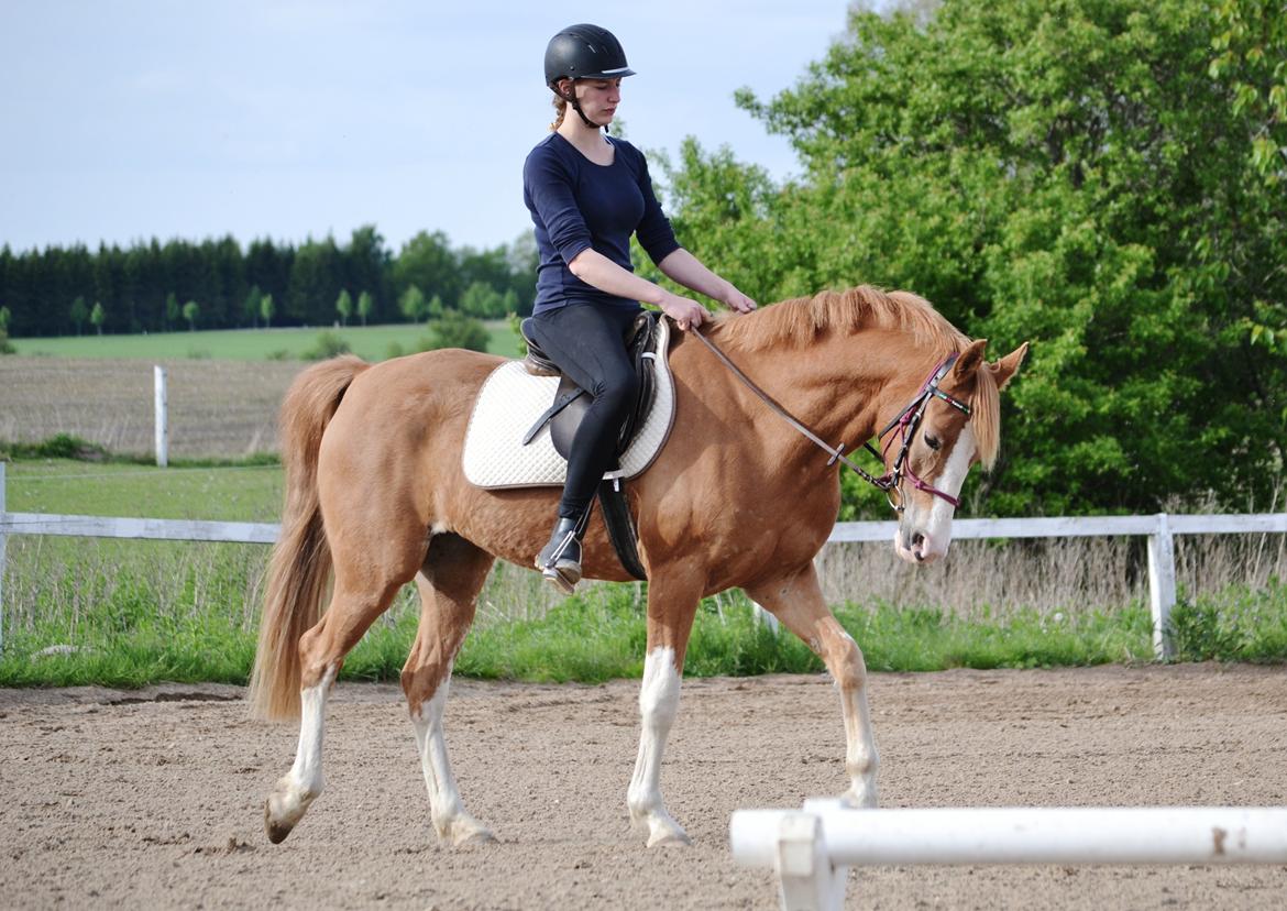 Palomino Rainbow Painted Rose - Juni 2013 billede 16