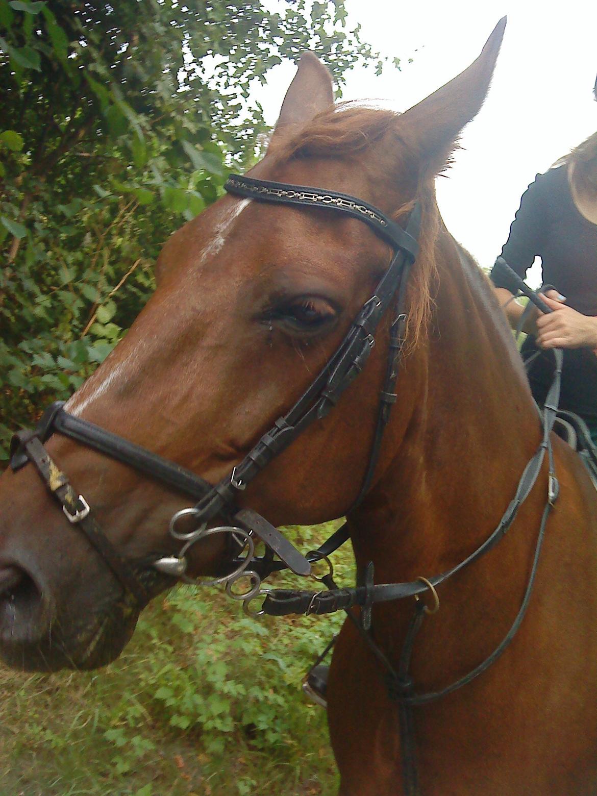 Frederiksborg Flicka billede 1