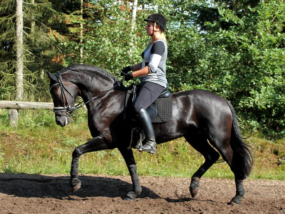 Frieser Tjitske fan de Adelvej SPORT billede 34