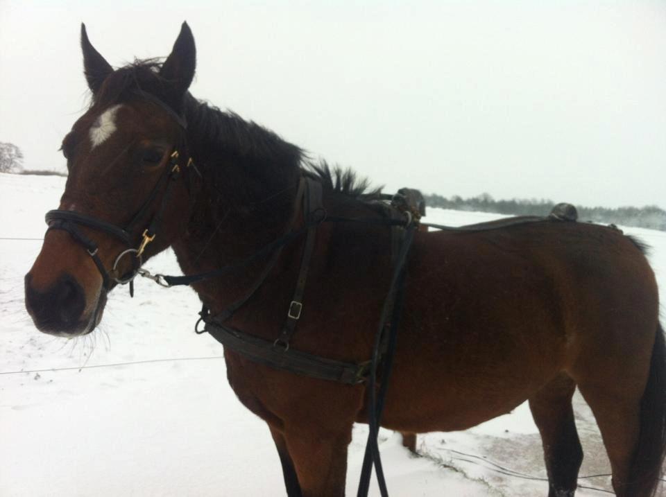 Dansk Varmblod May-sheri R.I.P - så skal der kælkes :) billede 4