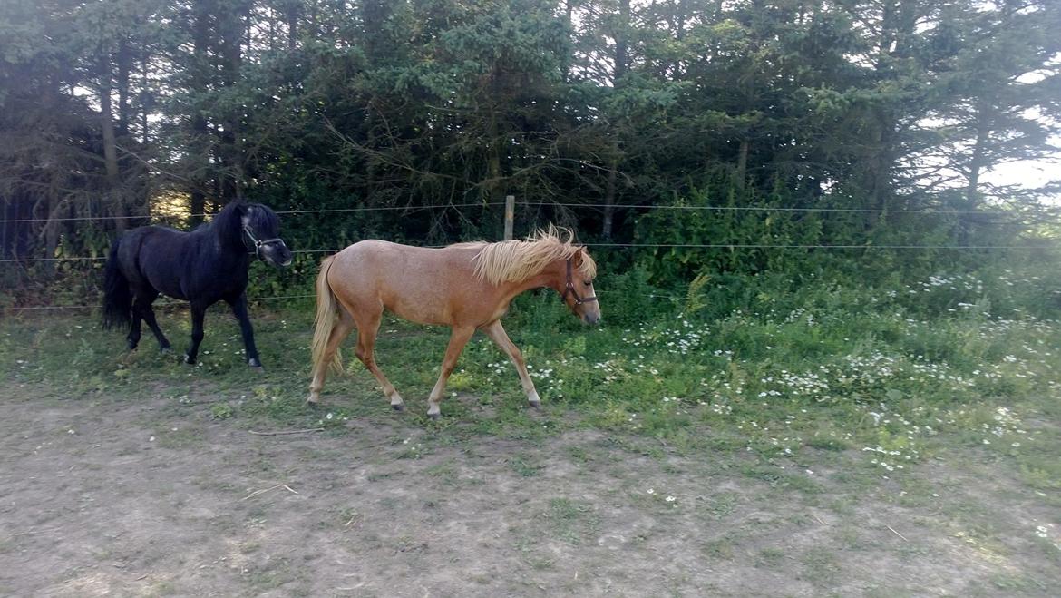 Gotlandsruss Maxime billede 3