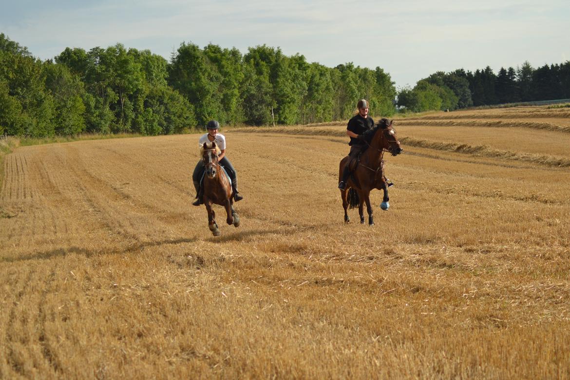 Welsh Cob (sec D) | Glanvyrnwy Olwena - Jordetur med Kamilla og Valiant. ♥ August 2013. billede 17