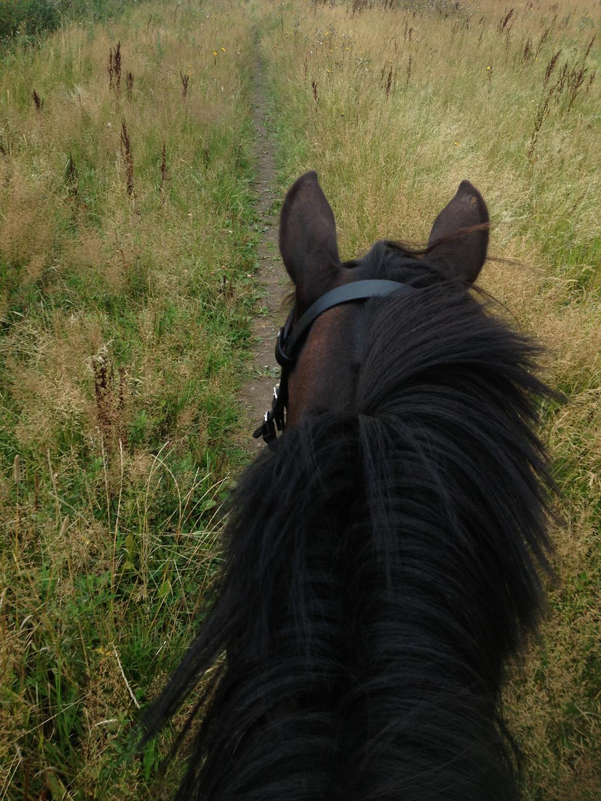 Anden særlig race Isabell <3 billede 6