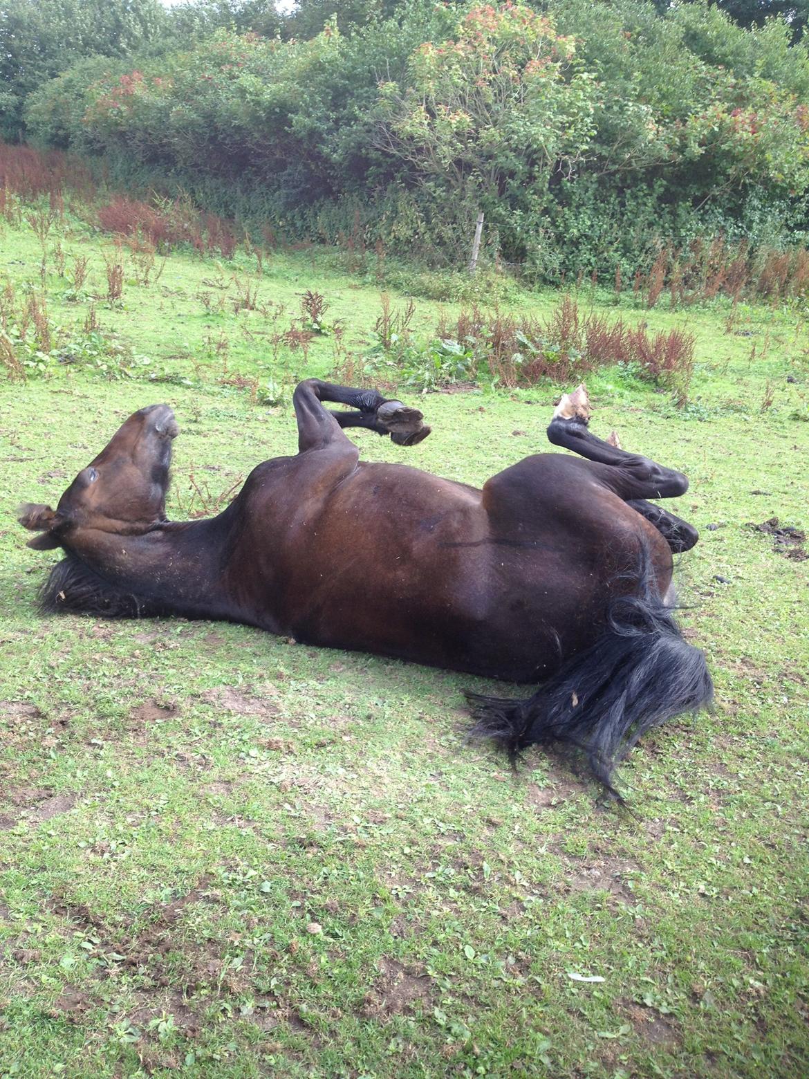 Anden særlig race Isabell <3 billede 9