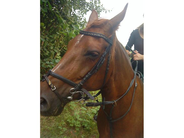 {{currentPhoto.altText}} billede {{currentPhoto.number}}