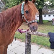 Anden særlig race Lundgaards Chivas Regal