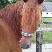 Anden særlig race Lundgaards Chivas Regal