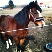 Anden særlig race Felix