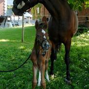 Hannoveraner Da Wichi