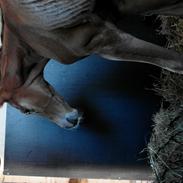 Hannoveraner Da Wichi