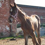 Hannoveraner Da Wichi