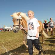 Haflinger Rebecca