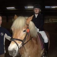 Haflinger Rebecca