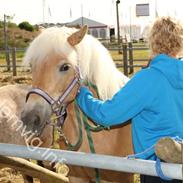 Haflinger Rebecca