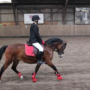 DSP Tinka (Tinkamusen) solgt og savnet!