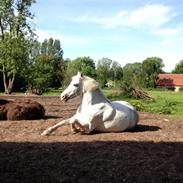 Anden særlig race Pjevs *passer*