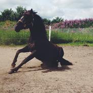 Anden særlig race Joey