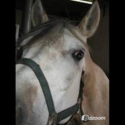 Anden særlig race Bianca