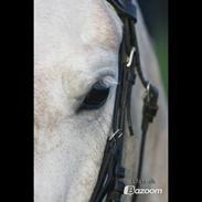 Anden særlig race Bianca